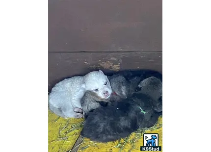 a group of animals lying on a blanket